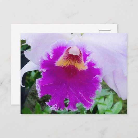 Carte postale de l'orchidée violette en fleurs (Devant / Derrière)