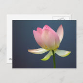 carte postale de lotus (Devant / Derrière)