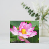 carte postale de Lotus en Chine (Debout devant)