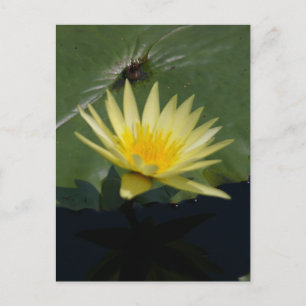 Carte postale de Lotus jaune Nénuphar