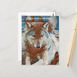 Carte postale de loup