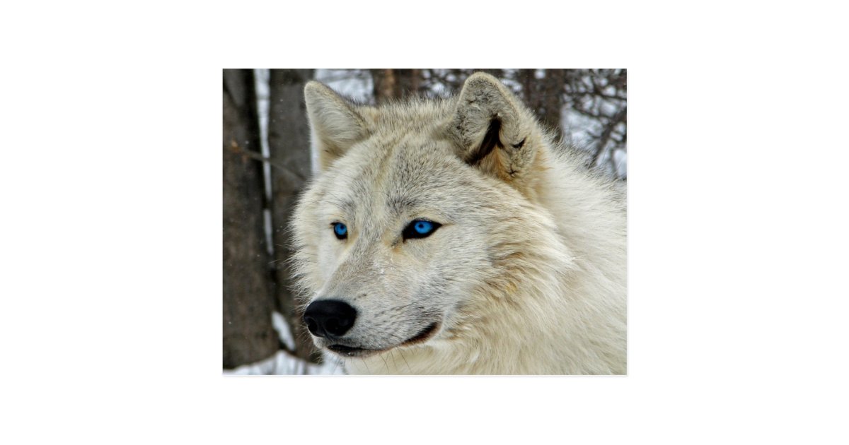 Carte Postale De Loup Blanc D Yeux Bleus Zazzle Be