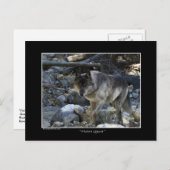 Carte postale de loup gris "Vision Quest" (Devant / Derrière)
