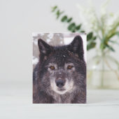 Carte postale de loup noir (Debout devant)