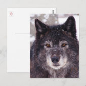 Carte postale de loup noir (Devant / Derrière)