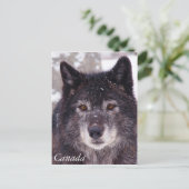 Carte postale de loup noir - Canada (Debout devant)