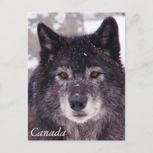 Carte postale de loup noir - Canada
