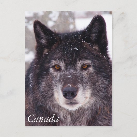 Carte postale de loup noir - Canada (Devant)