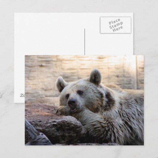 Carte postale de l'ours (Devant / Derrière)