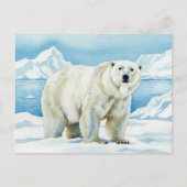Carte postale de l'ours blanc (Devant)