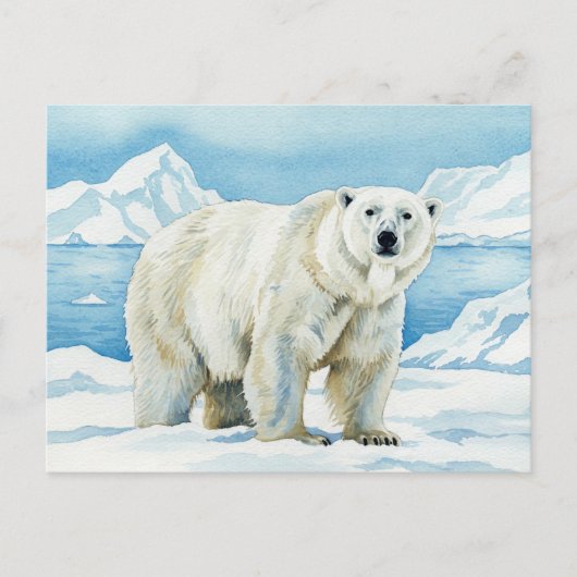 Carte postale de l'ours blanc (Devant)