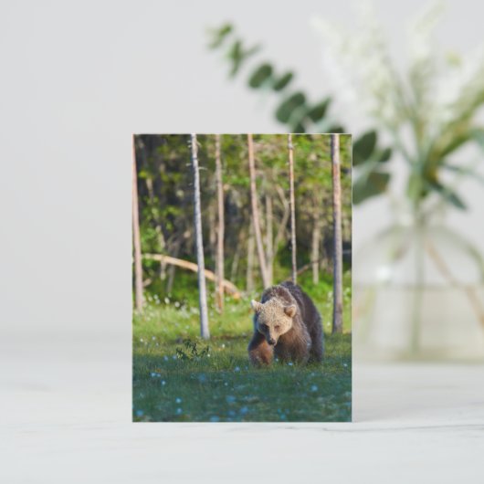 Carte postale de l'ours brun (Debout devant)