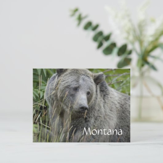 Carte postale de l'ours grizzli (Debout devant)