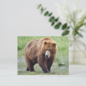 Carte postale de l'ours grizzli (Debout devant)