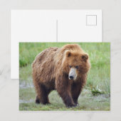 Carte postale de l'ours grizzli (Devant / Derrière)