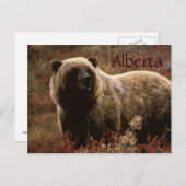 Carte postale de l'ours grizzli de l'Alberta (Devant / Derrière)