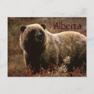 Carte postale de l'ours grizzli de l'Alberta
