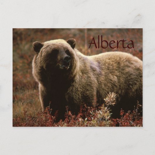 Carte postale de l'ours grizzli de l'Alberta (Devant)