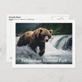 Carte postale de l'ours grizzli de Yellowstone (Devant / Derrière)