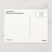 Carte postale de l'ours grizzli de Yellowstone (Dos)