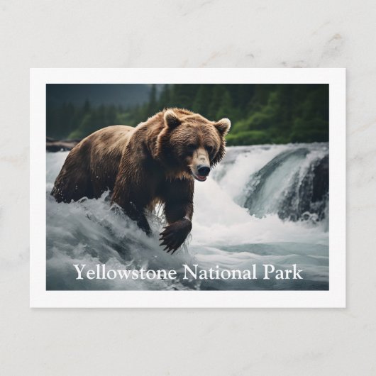 Carte postale de l'ours grizzli de Yellowstone (Devant)