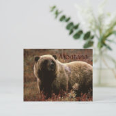 Carte postale de l'ours grizzli du Montana (Debout devant)