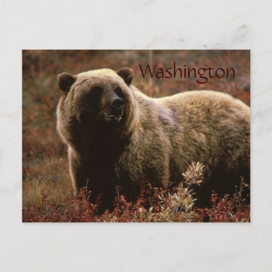 Carte postale de l'ours grizzly de Washington (Devant)