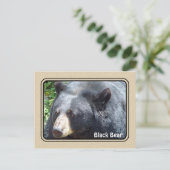 Carte postale de l'ours noir (Debout devant)