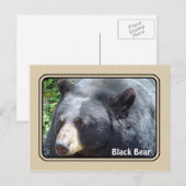 Carte postale de l'ours noir (Devant / Derrière)