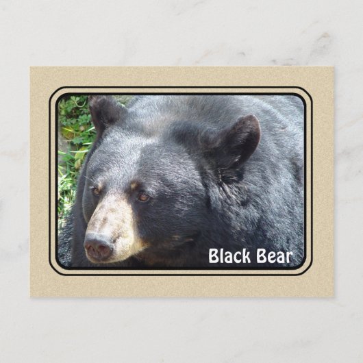 Carte postale de l'ours noir (Devant)