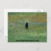 carte postale de l'ours noir (Devant / Derrière)