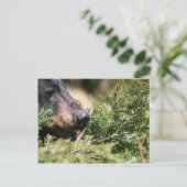 carte postale de l'ours noir (Debout devant)