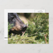 carte postale de l'ours noir (Devant / Derrière)