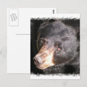 Carte postale de l'ours noir (Devant / Derrière)