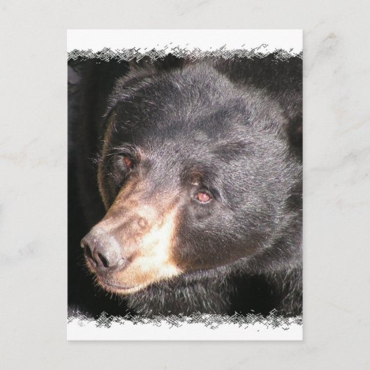 Carte postale de l'ours noir (Devant)