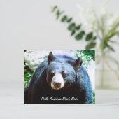 Carte postale de l'ours noir nord-américain (Debout devant)