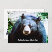 Carte postale de l'ours noir nord-américain (Devant / Derrière)