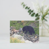Carte postale de l'ourson noir (Debout devant)
