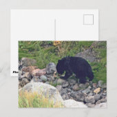Carte postale de l'ourson noir (Devant / Derrière)