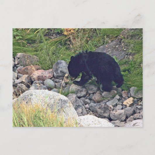 Carte postale de l'ourson noir (Devant)