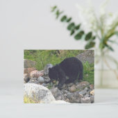 Carte postale de l'ourson noir à Yellowstone (Debout devant)