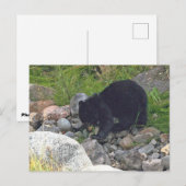 Carte postale de l'ourson noir à Yellowstone (Devant / Derrière)
