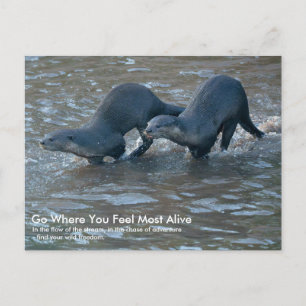 Carte postale de loutres à poil lisse
