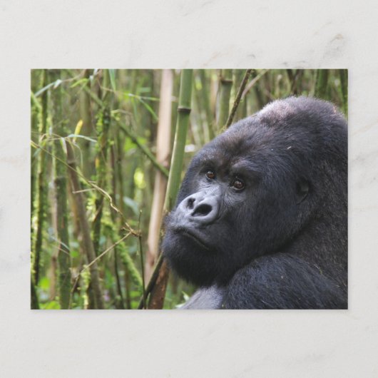 Carte postale de Lowland Gorilla (Devant)