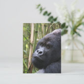 Carte postale de Lowland Gorilla (Debout devant)