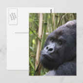 Carte postale de Lowland Gorilla (Devant / Derrière)