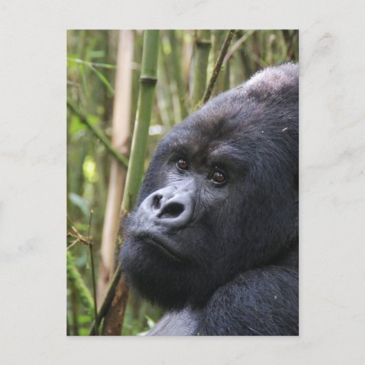 Carte postale de Lowland Gorilla (Devant)