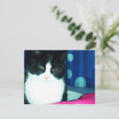 Carte postale de lueur de chat de Kitty (Debout devant)