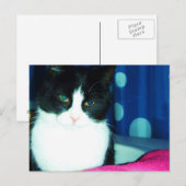 Carte postale de lueur de chat de Kitty (Devant / Derrière)