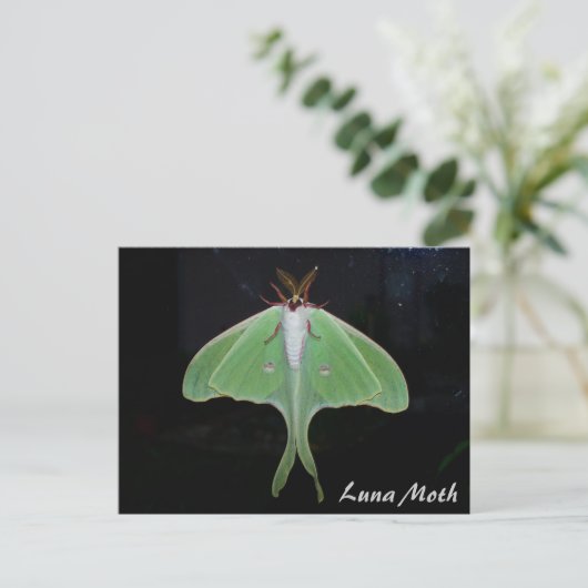 Carte postale de Luna Moth (Debout devant)